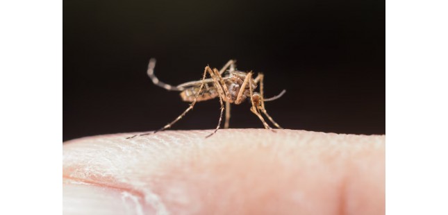 Топ-8 кращих засобів захисту від комарів